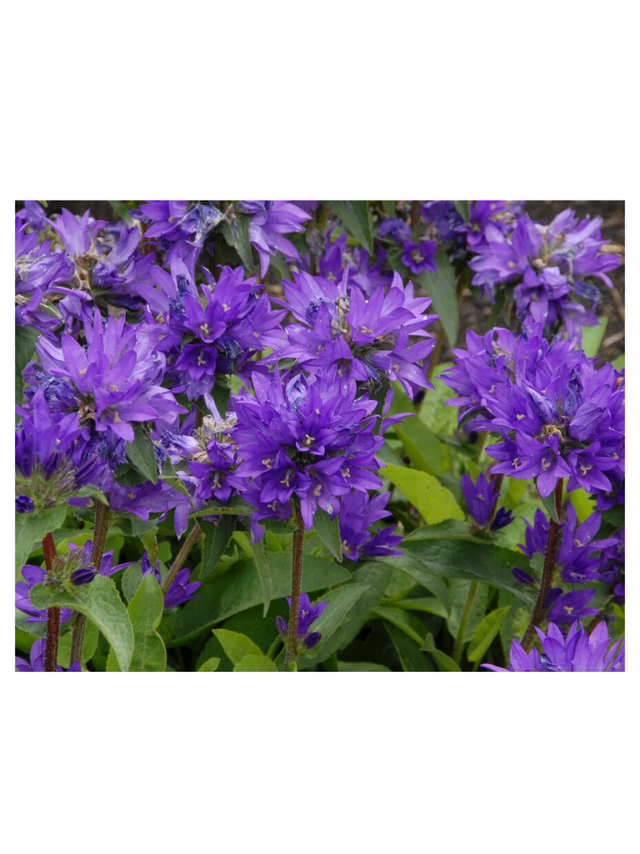 Dzwonek skupiony - Campanula glomerata 'Superba'