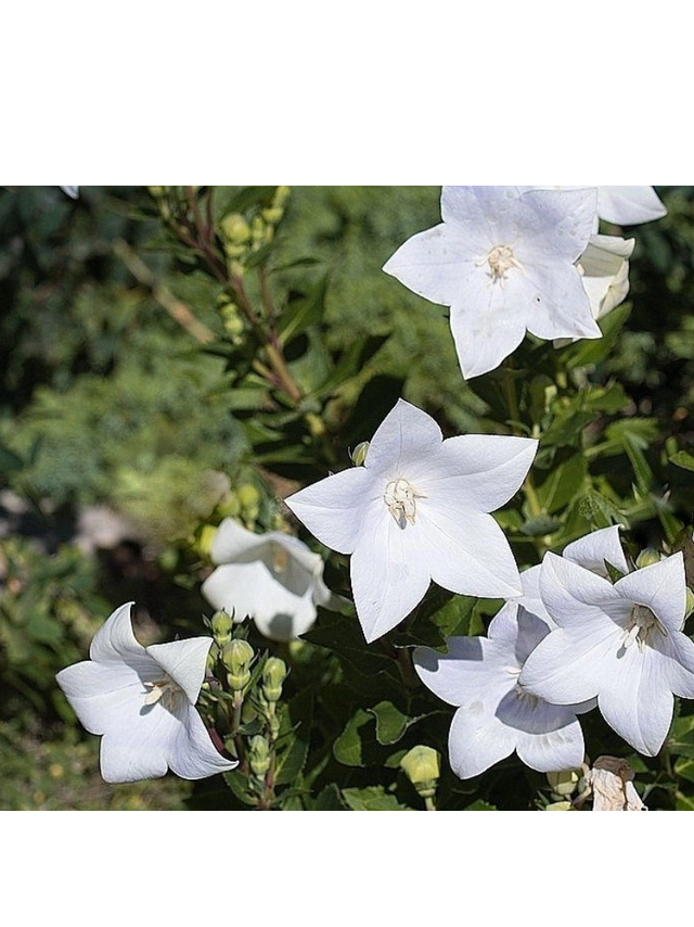 Dzwonek karpacki - Campanula carpatica 'Weisse Clips'