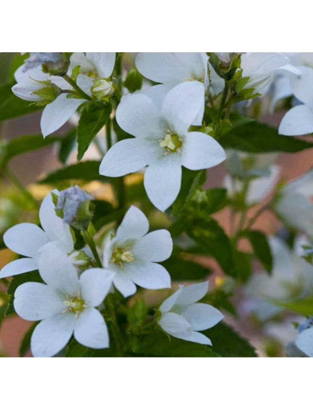 Dzwonek kremowy - Campanula lactiflora 'Pouffe'