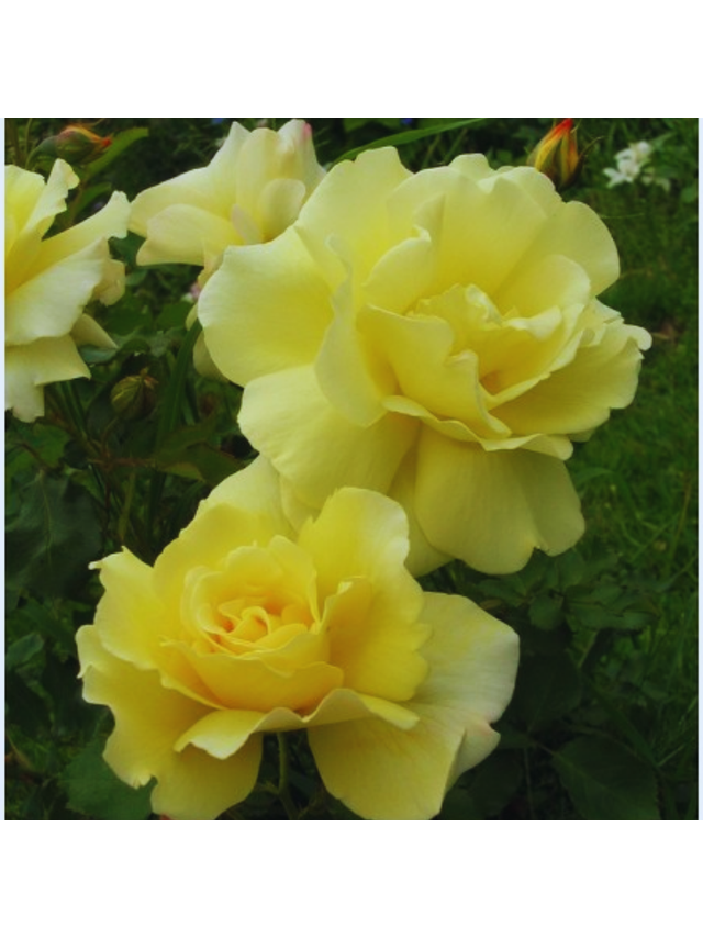 Róża polyantha - żółta