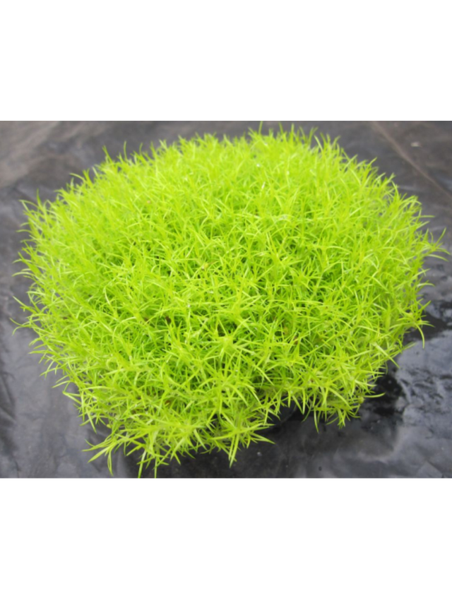 Karmnik ościsty - Sagina subulata 'Aurea'
