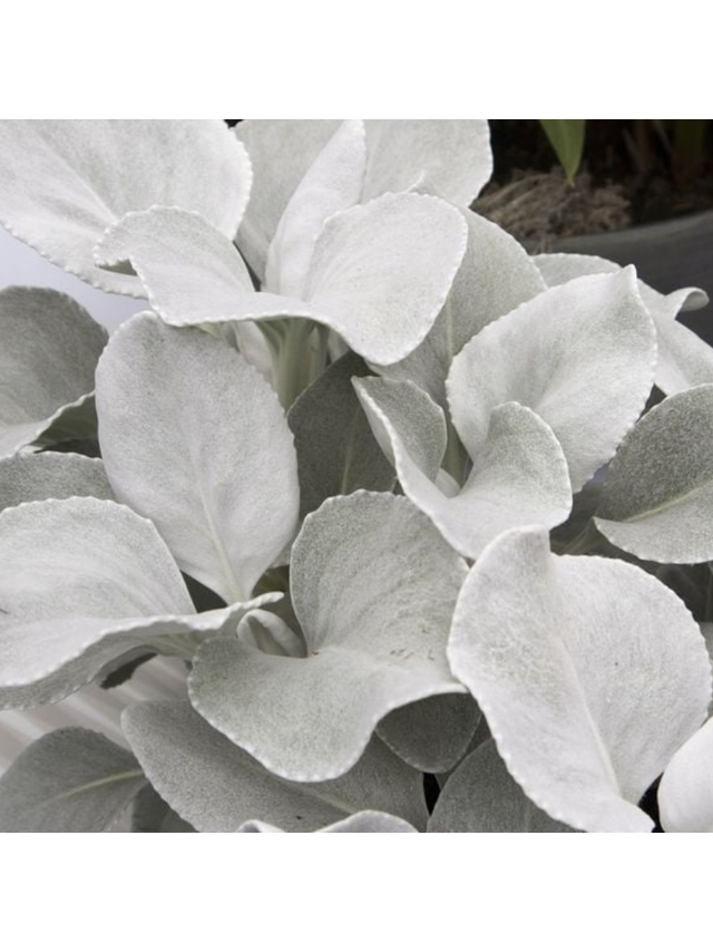 Starzec - Senecio 'Angel Wings'