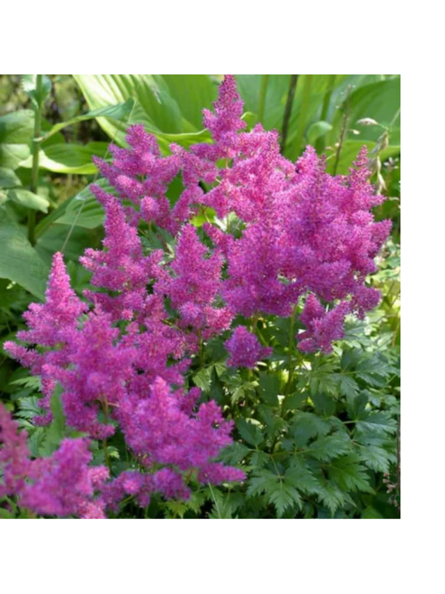 Tawułka - Astilbe 'Pumila'