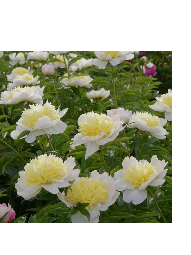 Piwonia chińska - Paeonia lactiflora 'Honey Gold'