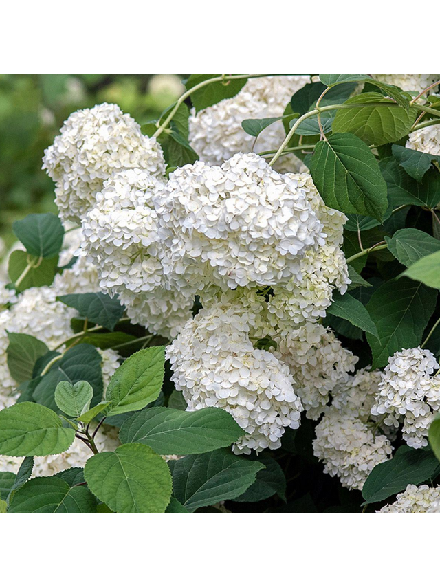 Hortensja ogrodowa - Hydrangea macrophylla 'Soeur Thérèse'