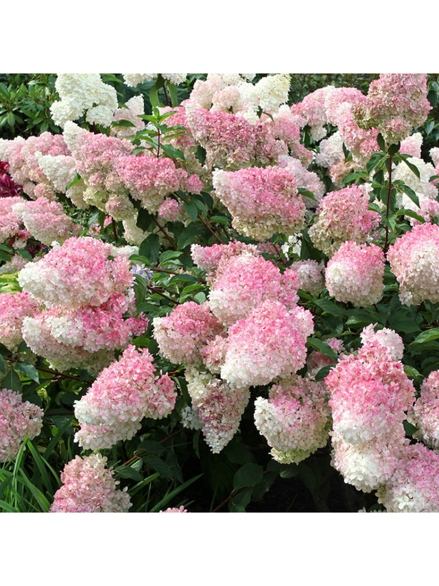 Hortensja bukietowa - Hydrangea paniculata 'Sundae Fraise'(R)