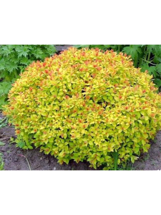 Tawuła japońska - Spiraea japonica 'Goldmound'
