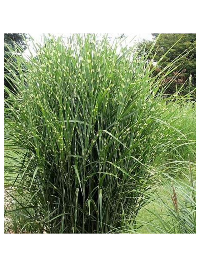 Miskant chiński - Miscanthus sinensis  'Strictus  Dwarf'