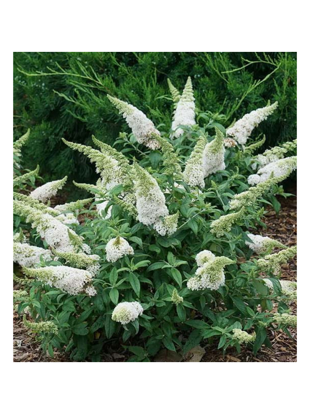 Buddleja davidii 'White Profusion'