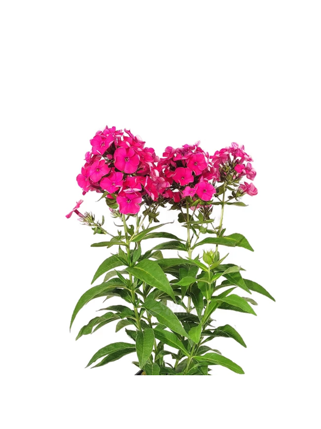 Floks wiechowaty - Phlox paniculata 'Flame Watermelon'