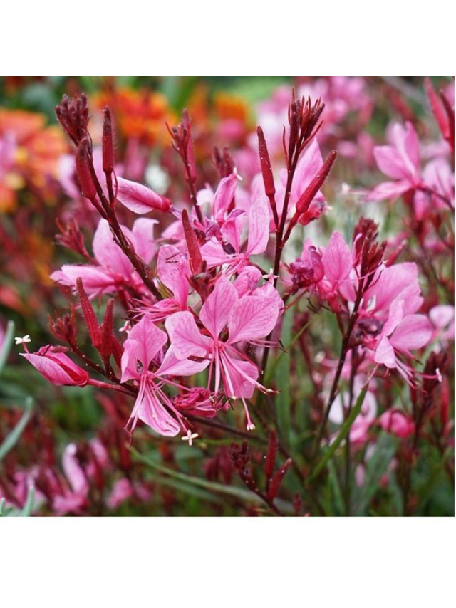 Gaura - Gaura lindheimeri 'Siskiyou Pink'
