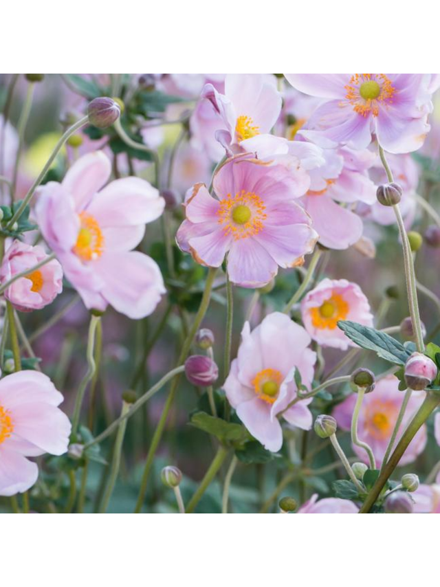 Zawilec - Anemone x hybrida 'Mont-Rose'