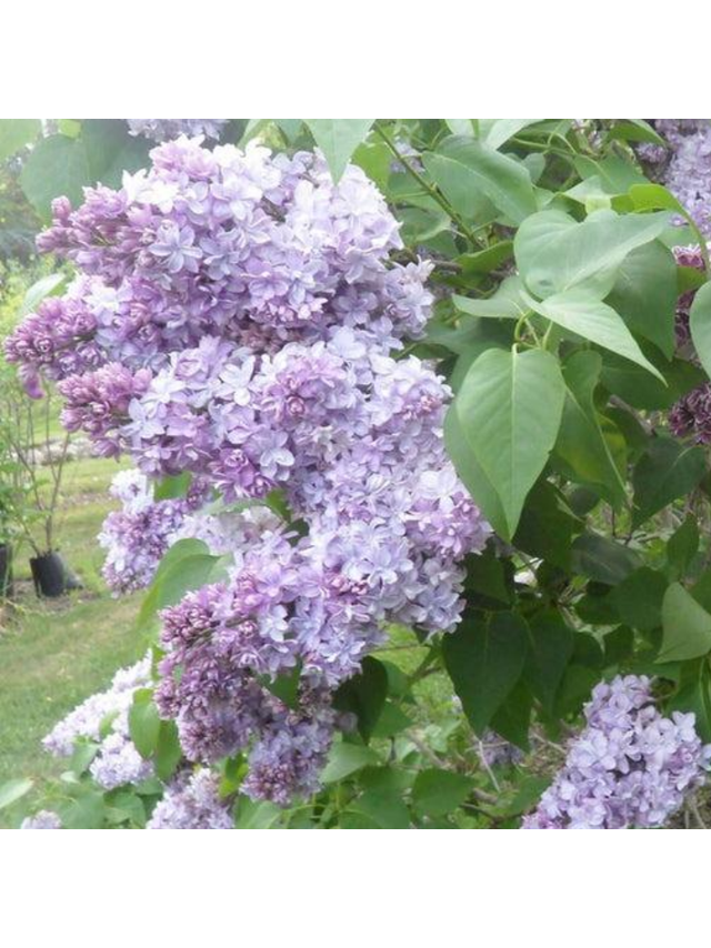 Lilak pospolity - Syringa vulgaris 'Nadezhda'