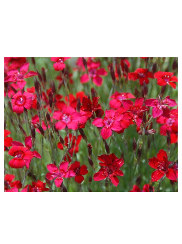 Goździk kropkowany - Dianthus deltoides 'Leuchtfunk'
