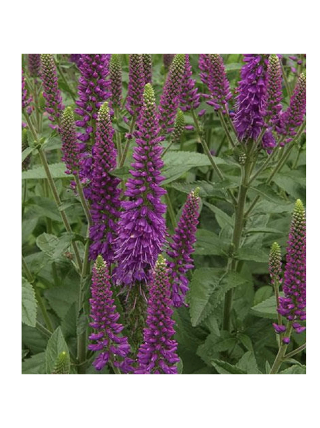 Przetacznik długolistny -   Veronica longifolia 'First Match'