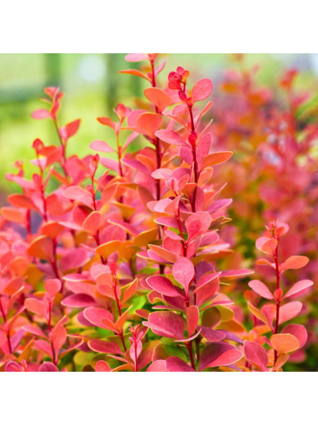 Berberys Thunberga - Berberis thunbergii 'Florence'(R)