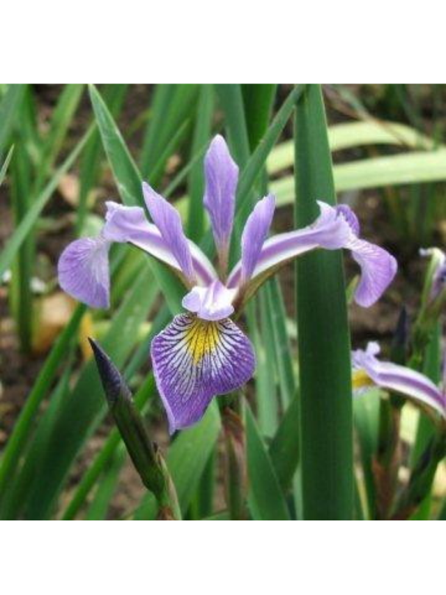 Kosaciec różnobarwny - Iris versicolor 'Gerald Darby'