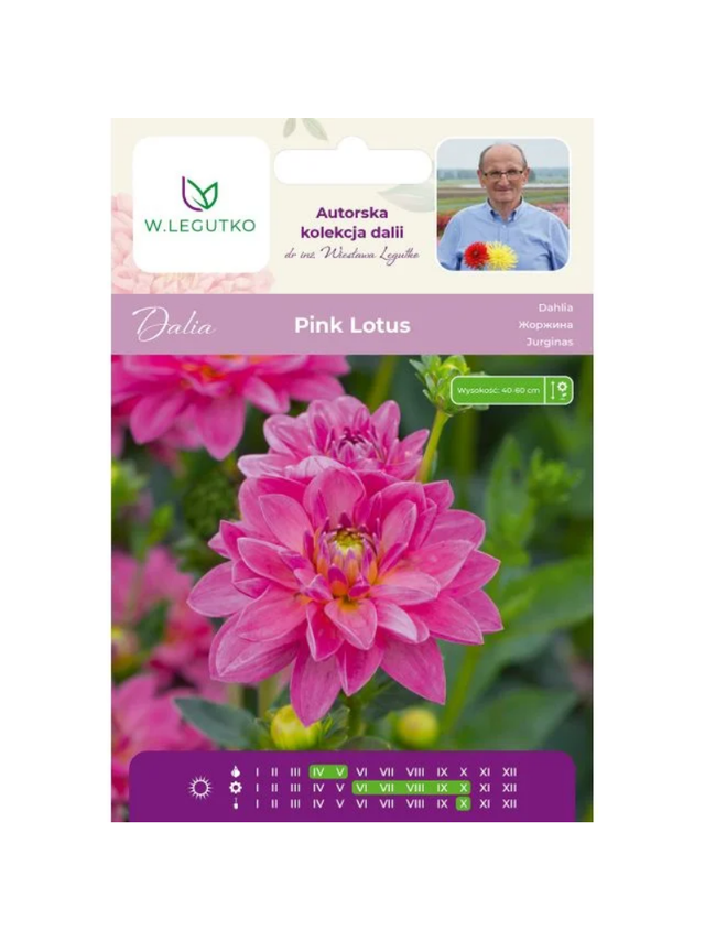 Dalia Pink Lotus różowa 1szt.