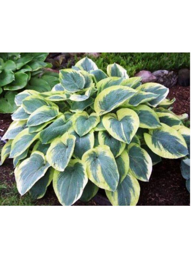 Funkia - Hosta 'American Halo'