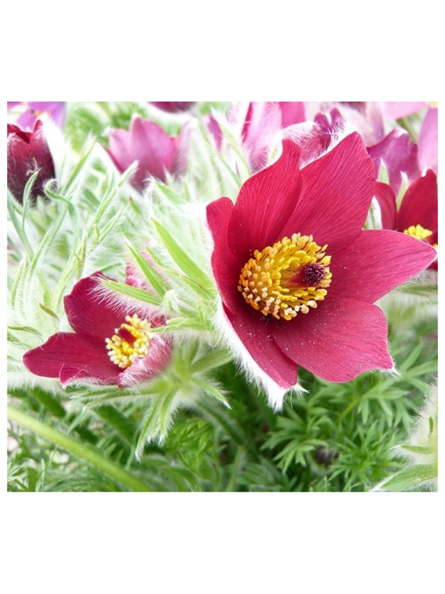 Sasanka zwyczajna ciemnoczerwona - Pulsatilla vulgaris 'Rubra'
