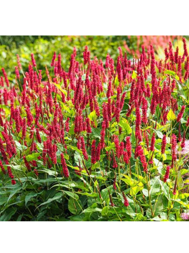 Rdest himalajski - Persicaria amplexicaulis 'Ample Vibrant Red'