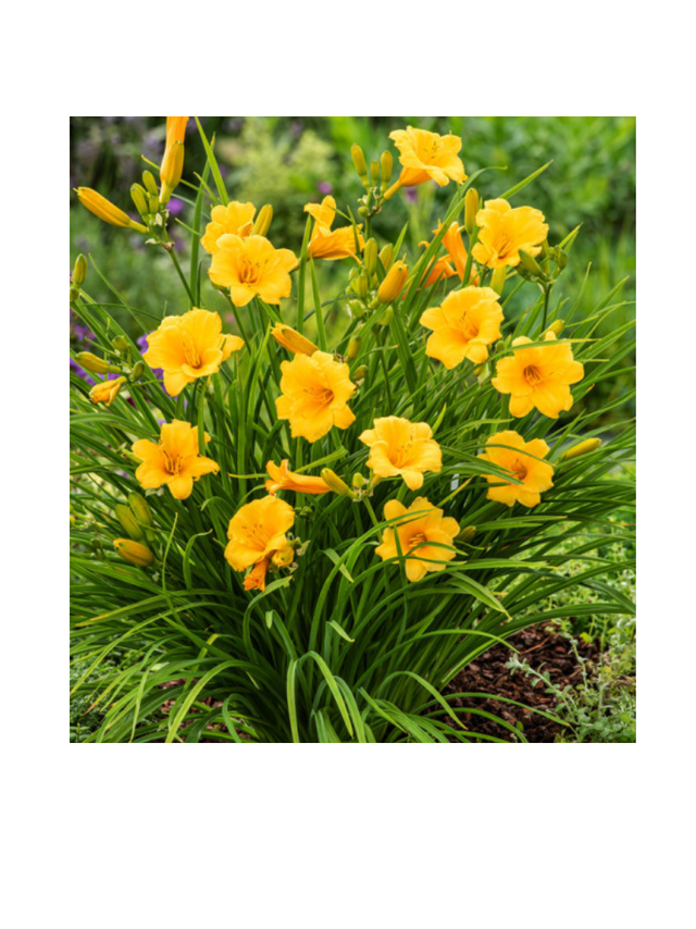 Liliowiec - Hemerocallis 'Stella de Oro'