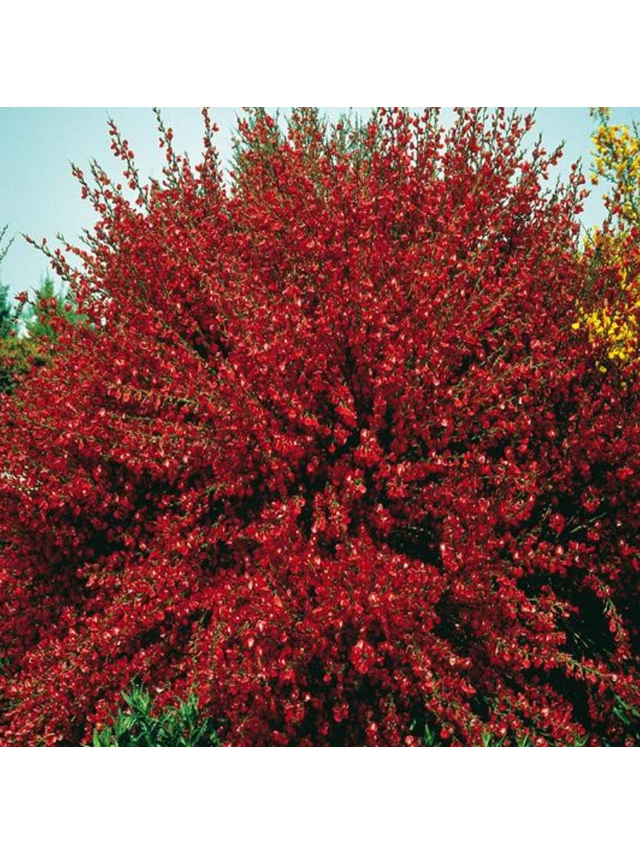 Żarnowiec - Cytisus 'Boskoop Ruby'