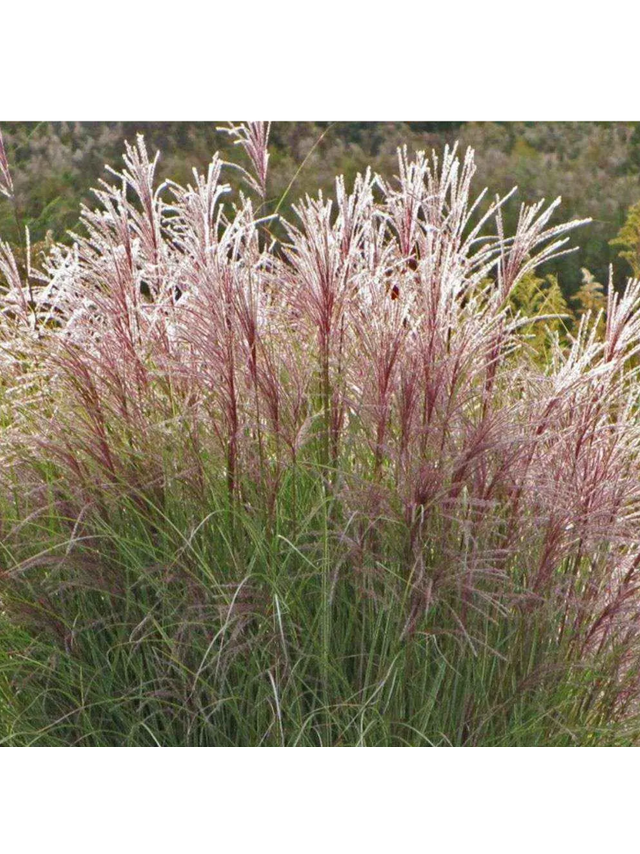 Miskant chiński - Miscanthus sinensis 'Ferner Osten'