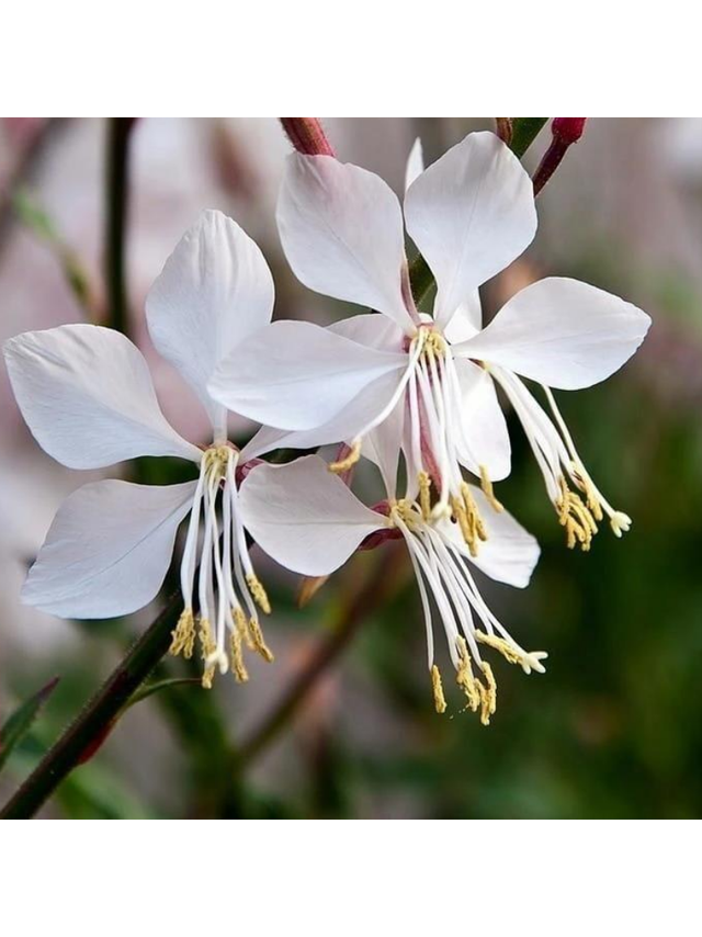 Gaura - Gaura lindheimeri