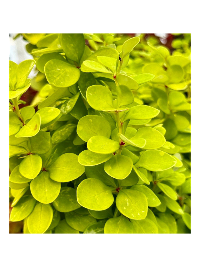Berberys Thunberga - Berberis thunbergii 'Neon Gold'(R)